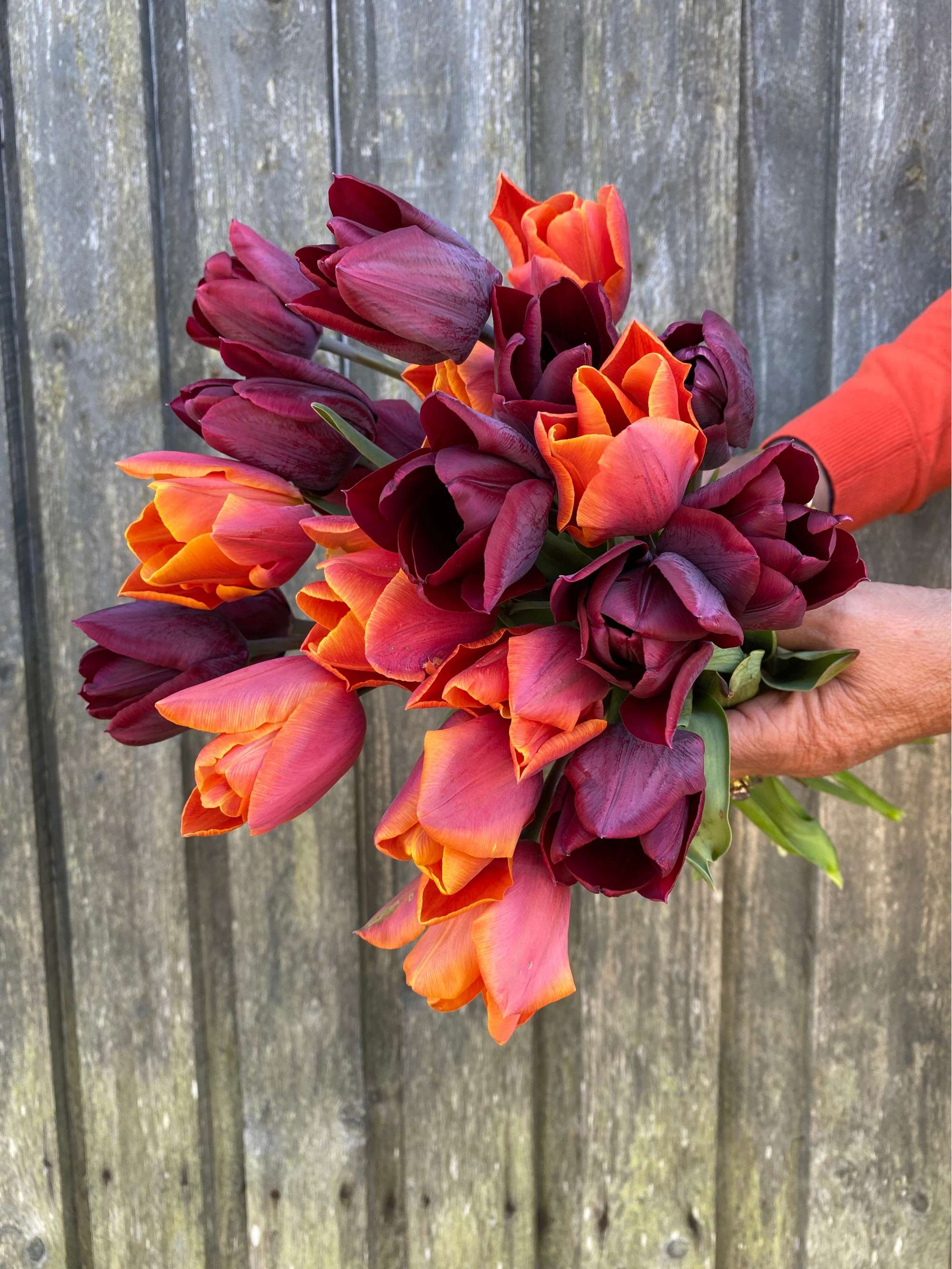 'Hugo' tulpanblandning